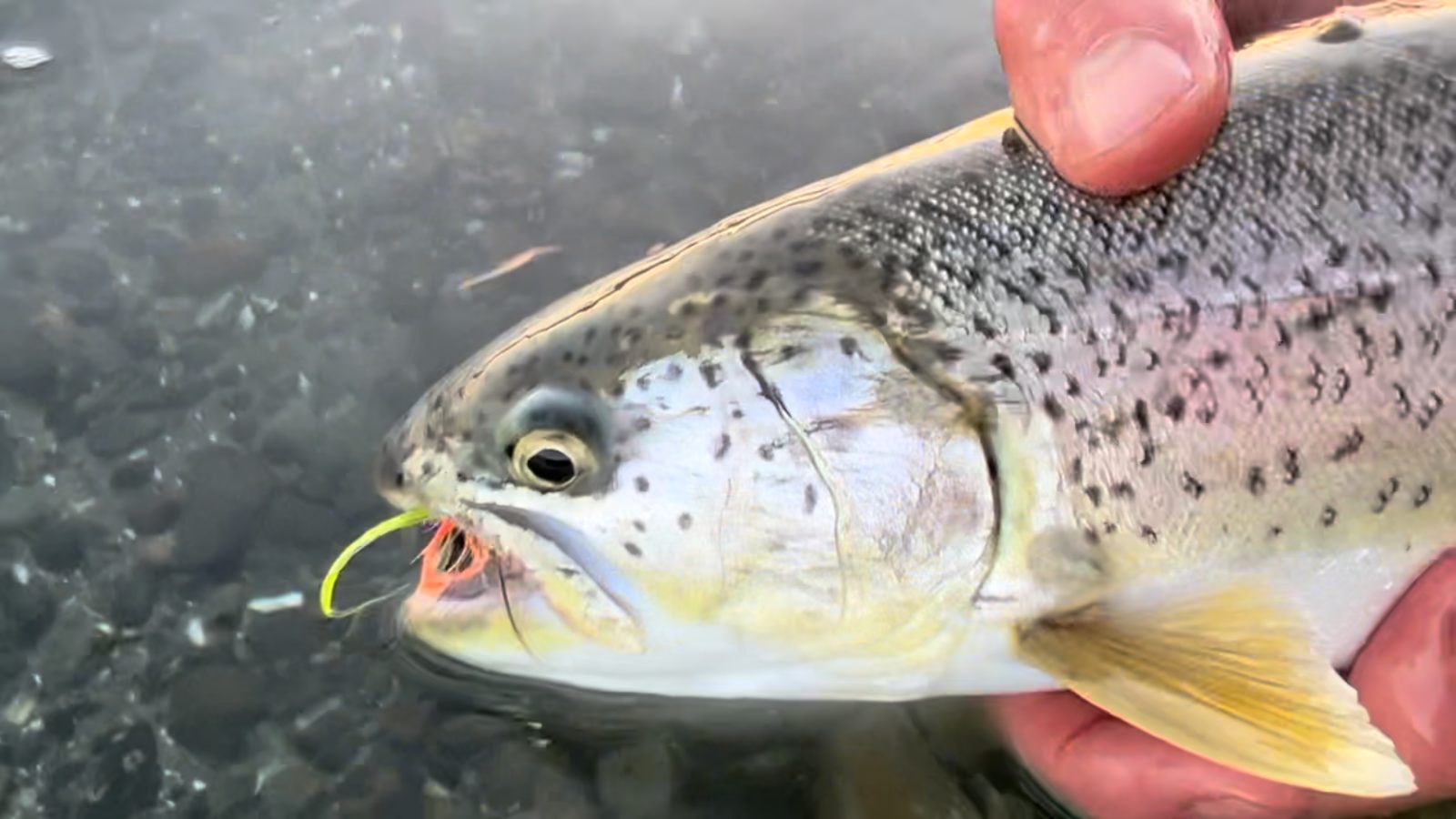 A trout held at the water's surface with the fly still in its lip
